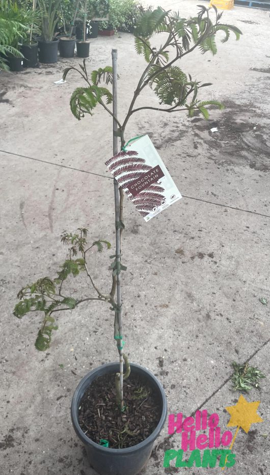 Albizia julibrissin Chocolate Fountain™ Persian Silk Tree in a pot 12inch purple burgundy green leaves weeping foliage