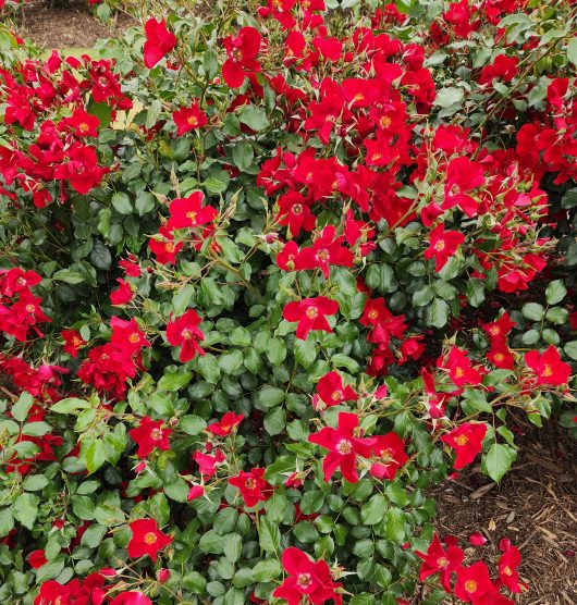 A Rose 'Apache' Bush Form of red roses in a garden.