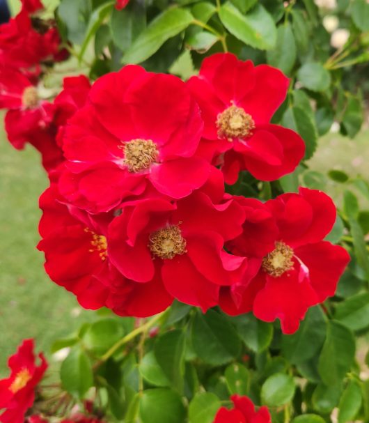 clusters of bright red open shaped rose flowers with yellow stamens in the centre Apache modern shrub rose