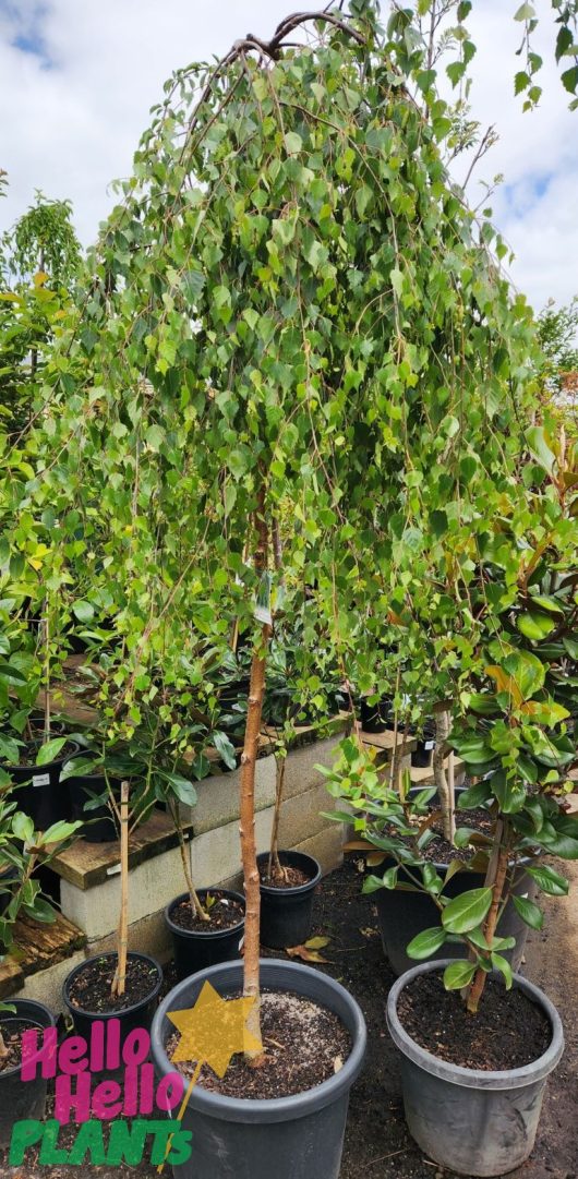 betula pendula youngii weeping silver birch tree advanced with beautiful penulous foliage feature tree potted