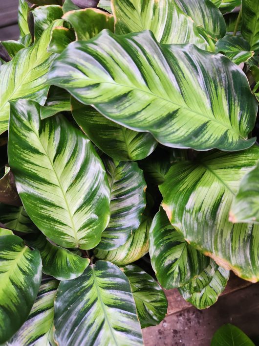 calathea louisae miso plant with dark green and light green coloured leaves tropical indoor plant foliage