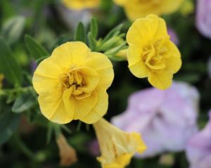 Calibrachoa hybrid MiniFamous® Double Yellow flowers million bells mini petunia in a bunch mass flowering for cottage gardens or hanging baskets