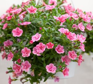 Calibrachoa hybrid MiniFamous® Double Pink flowers million bells mini petunia in a bunch mass flowering for cottage gardens or hanging baskets