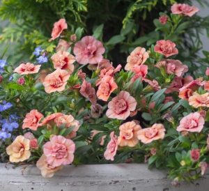 Calibrachoa hybrid MiniFamous® Double apricot peach flowers million bells mini petunia in a bunch mass flowering for cottage gardens or hanging baskets