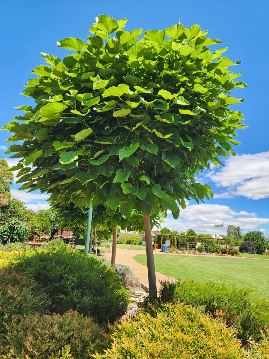 Catalpa 'Indian Bean Tree' Standard 1.5m 20" Pot