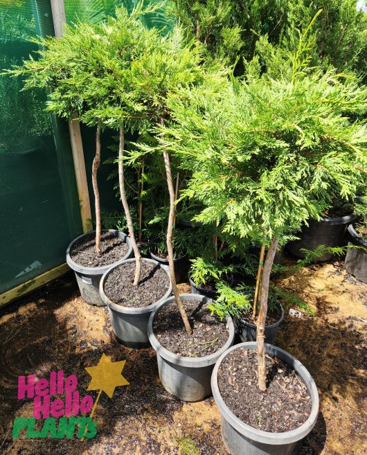 Cupressus 'Leighton Green' Conifer 12" Pot 4 pots Standard