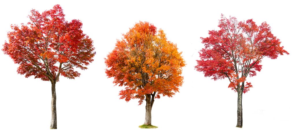 Maples with varying graftings