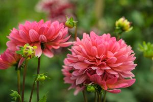 Dahlia Dalina® Acapulco flowers blooming in a garden.