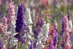 A field of Delphinium 'Magic Fountain Mix' multicoloured flowers