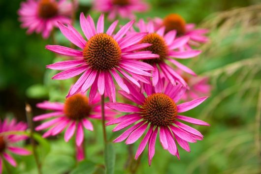 echinacea purpurea pink purple cone flowers