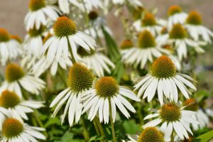 A close up of Echinacea 'White Swan coneflowers. in garden
