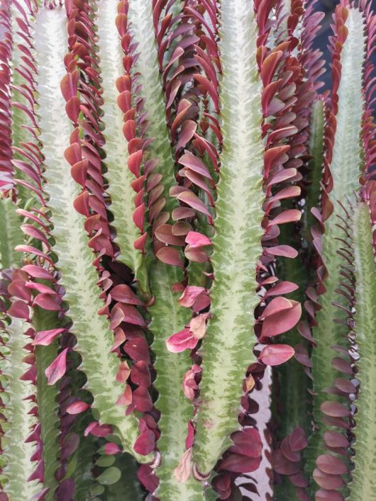 Euphorbia trigona rubra RED 'African Milk Tree' cactus