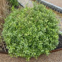 Pittosporum 'Golf Ball'