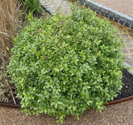 Pittosporum 'Golf Ball'