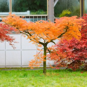 An example of a grafted Japanese Maple tree