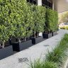 Commercial Garden Ficus Flash hedge