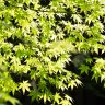 Japanese Maple tree green leaves