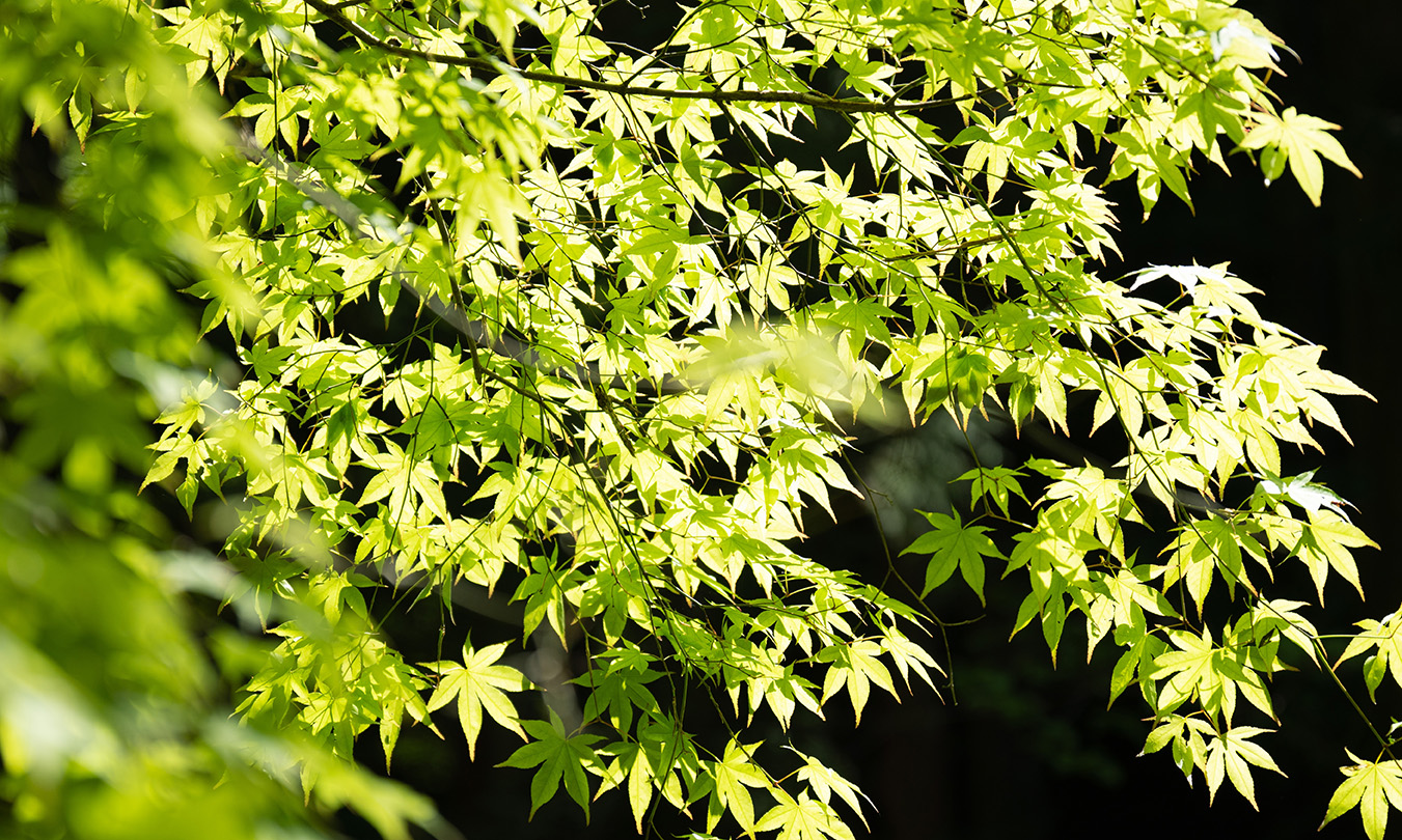 Japanese Maple tree green leaves