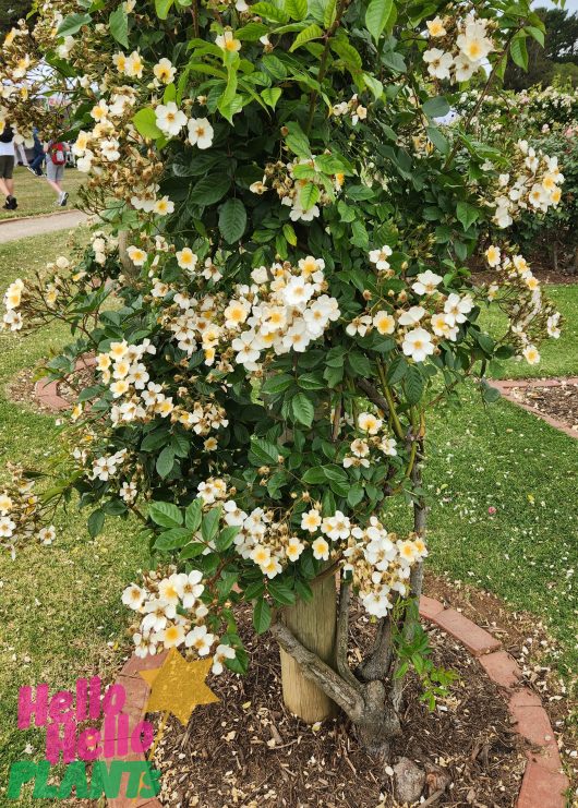 Rose 'Heidesommer' Bush Form