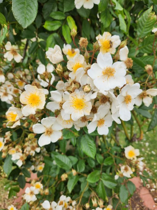 Masses of Heidesommer Roses grouped together climbing. Creamy white flowers with yellow centres and stamens