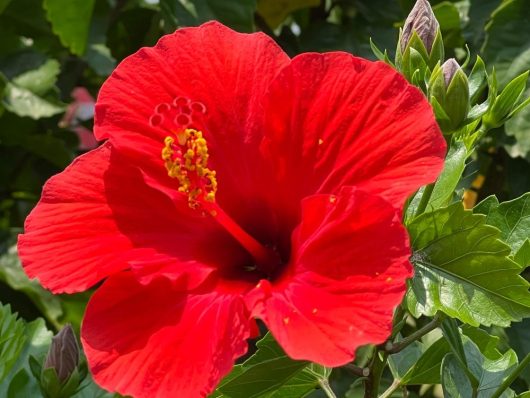 A Hibiscus rosa sinensis 'Chinese Hibiscus' flower is blooming in a garden. Hibiscus rosa sinensis Chinese red hibiscus summer flower