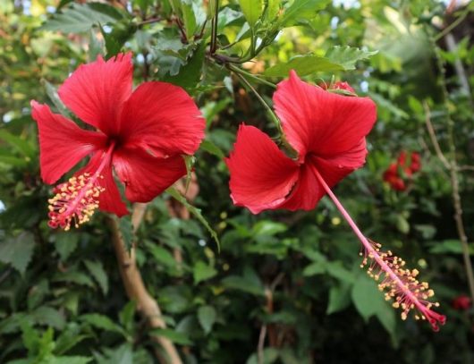Two red hibiscus flowers are growing in a garden. Hibiscus rosa sinensis Chinese hibiscus with bright red flowers