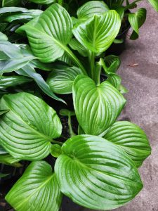 A group of Hosta grandiflora plants with large green glossy lined leaves