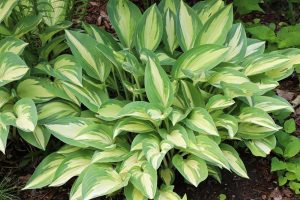 Hosta plantaginea Beach Boy with yellow white and green leaves. striking variegated foliage