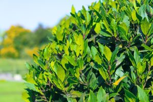 Laurus nobilis bay tree hedge with green serrated leaves edible leaf for cooking