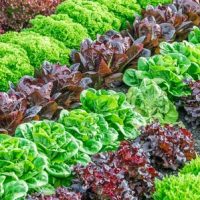 Lettuce plants Bistro Blend colourful lettuce edible varieties purple and green