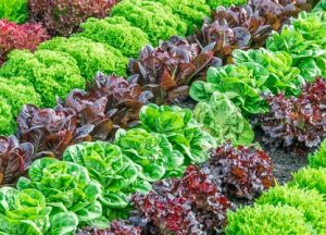 Lettuce plants Bistro Blend colourful lettuce edible varieties purple and green