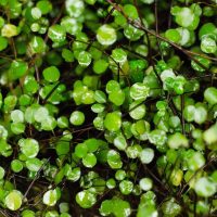 Muehlenbeckia complexa - maidenhair vine close up of foliage glossy green leaves on creeping climbing bush