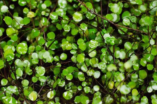 Muehlenbeckia complexa - maidenhair vine close up of foliage glossy green leaves on creeping climbing bush