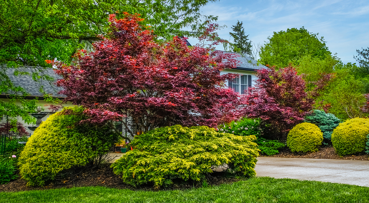 Maples and where to put them in your yard at your home