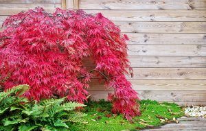 A red Japanese maple tree planted close to wall