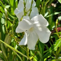 A vibrant Nerium Oleander 'Madoni Grandiflorum' in a 12" pot, surrounded by lush green leaves and bathed in radiant sunlight, features the "Hello Hello Plants" logo at the bottom left corner, inviting garden enthusiasts to explore a bulk buy of 10 for their botanical haven.