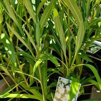 Nerium Oleander 'Madoni Grandiflorum' in a 12" pot, showcasing long green leaves and white flowers with a tag, ideal for outdoor display—perfect for bulk buy enthusiasts. Available in sets of 10.