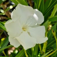 Close-up of a Nerium Oleander 'Madoni Grandiflorum' flower in white, accompanied by green leaves.