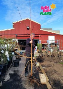 Chris at Hello Hello Plants Nursery with Bare Rooted tree