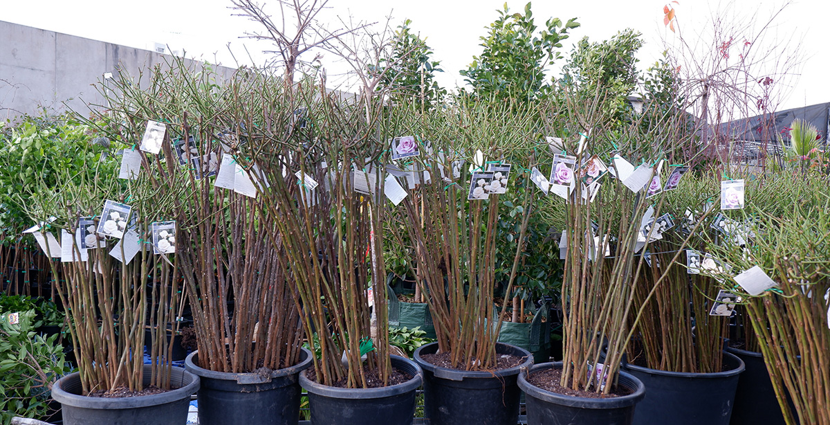 Bare Rooted section at Hello Hello Nursery