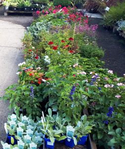 Hello Hello Nursery Cottage plants