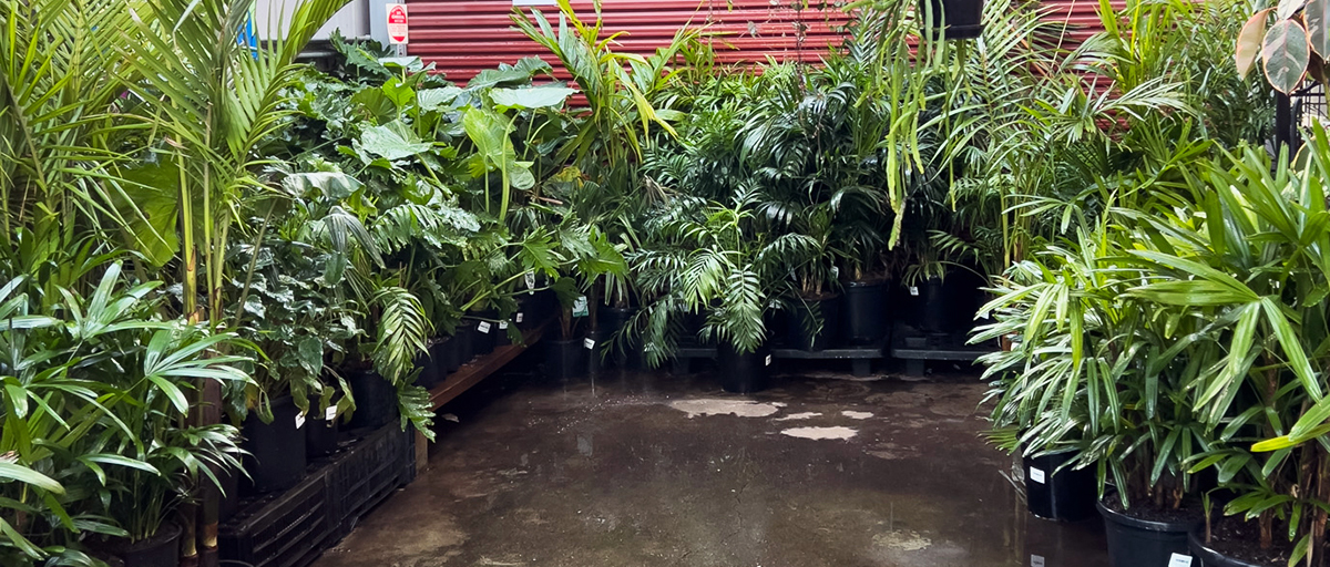 Indoor Tropical Hello Hello Plants nursery