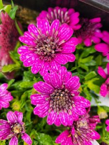 Osteospermum ecklonis 3D Purple African Daisy a bunch of double purple flowers wet