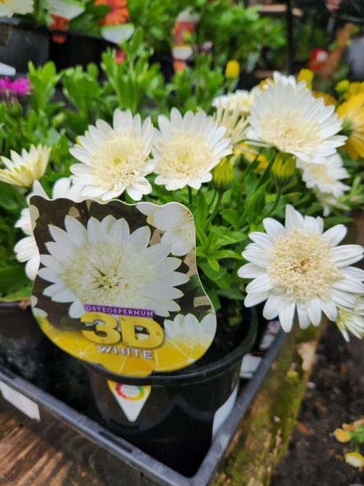 Osteospermum '3D White™' African Daisy 6" Pots at a garden center. with label
