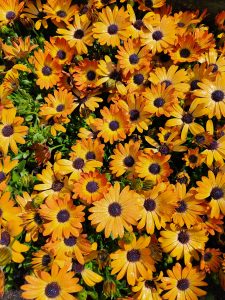 Osteospermum ecklonis sunshine beauty African Daisy flowers orange and yellow bright flowers with purple centres