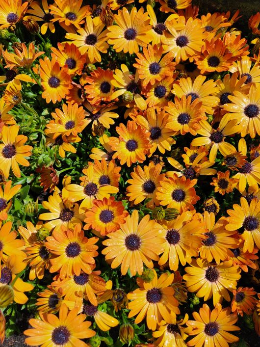 Osteospermum ecklonis sunshine beauty African Daisy flowers orange and yellow bright flowers with purple centres