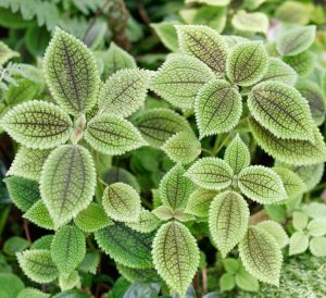 A close up of a Pilea mollis Moon Valley foliage green and dark green shades with bumpy texture indoor plant