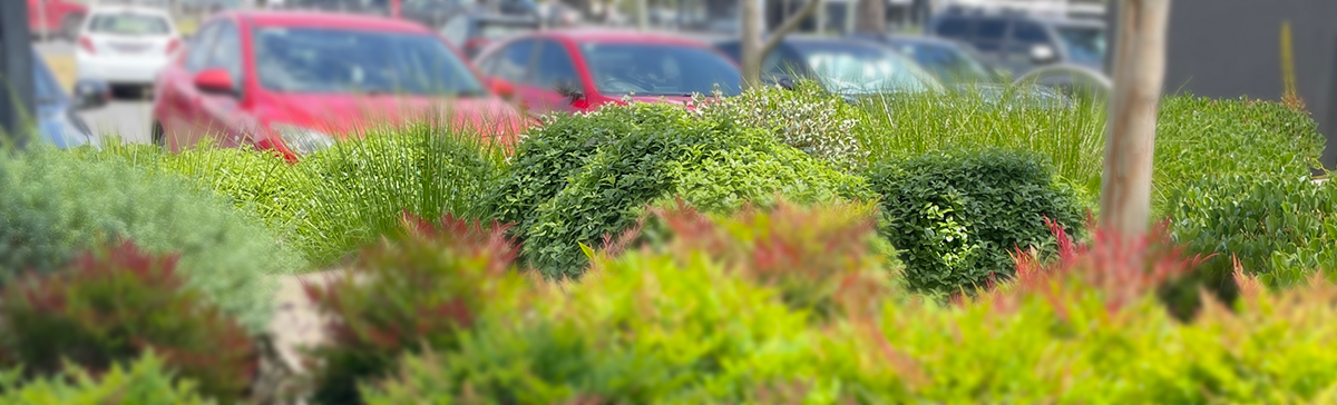 A blurry image of bushes and trees in a modern parking lot.
