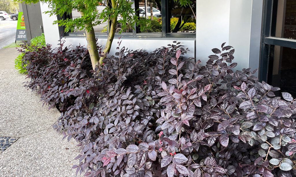 Loropetalum Purple Leaves Pink Flowers