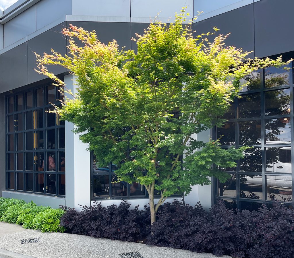 Japanese Maple with green leaves